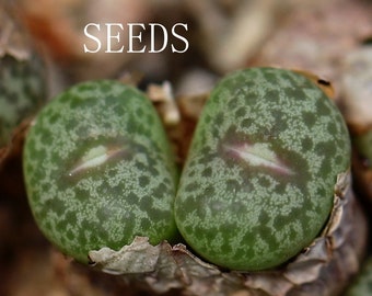 SEMILLAS- C.truncatum wiggettiae B&H 2380 20semillas