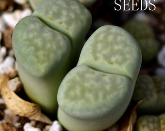 SEMILLAS - Lithops julii 'Peppermint Crème' C297A 25seeds