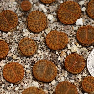 Plant -1-  Lithops bromfieldii insularis