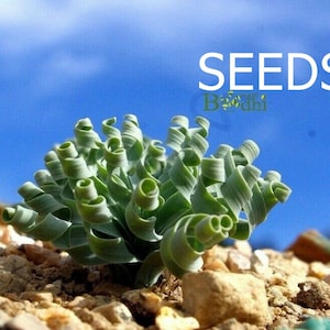 SEEDS - Succulent - Albuca concordiana  25 seeds