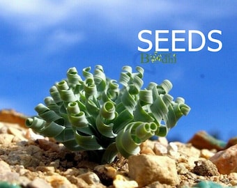SEEDS - Succulent - Albuca concordiana  25 seeds