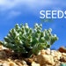 see more listings in the SEEDS section