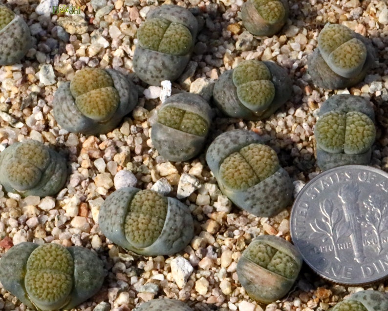 Plant-1 Lithops verruculosa 'Rose of Texas' image 4