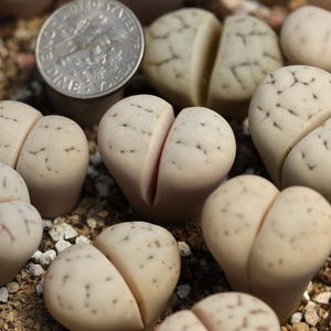 植物-1- Lithops ruschiorum C242