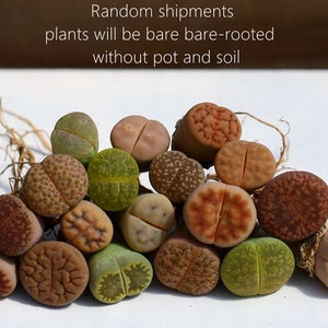 Plants-Lithops 5/10/20 MIX Random0.4 inch Colourful Gift Living Stone image 8