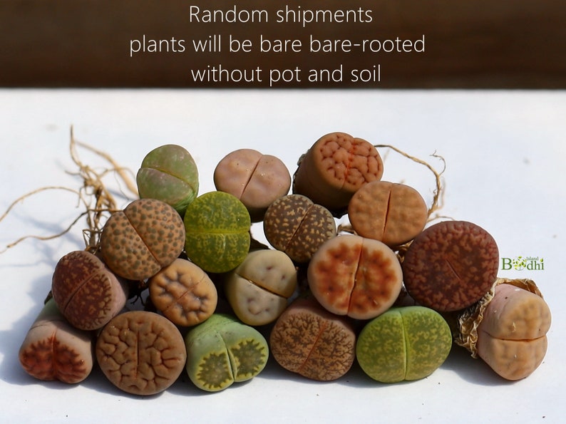 Plants-Lithops 5/10/20 MIX Random0.4 inch Colourful Gift Living Stone image 8