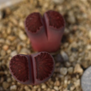 Plant- Lithops Julii ‘kikusiyo Giyoku’ Purple - Etsy
