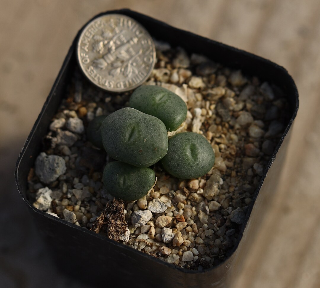 コノフィツム　ボルシアエ(bolusiae) 植物 - ポットいっぱい - Conophytum bolusiae augrabies - Etsy