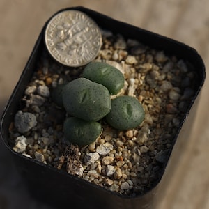 Plant -full pot-Conophytum bolusiae augrabies