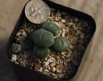Planta -maceta completa-Conophytum bolusiae augrabies