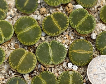 Pflanze-1- Lithops lesliei 'Green Top'