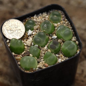 Plant-Full pot Conophytum ratum SH1200 image 3