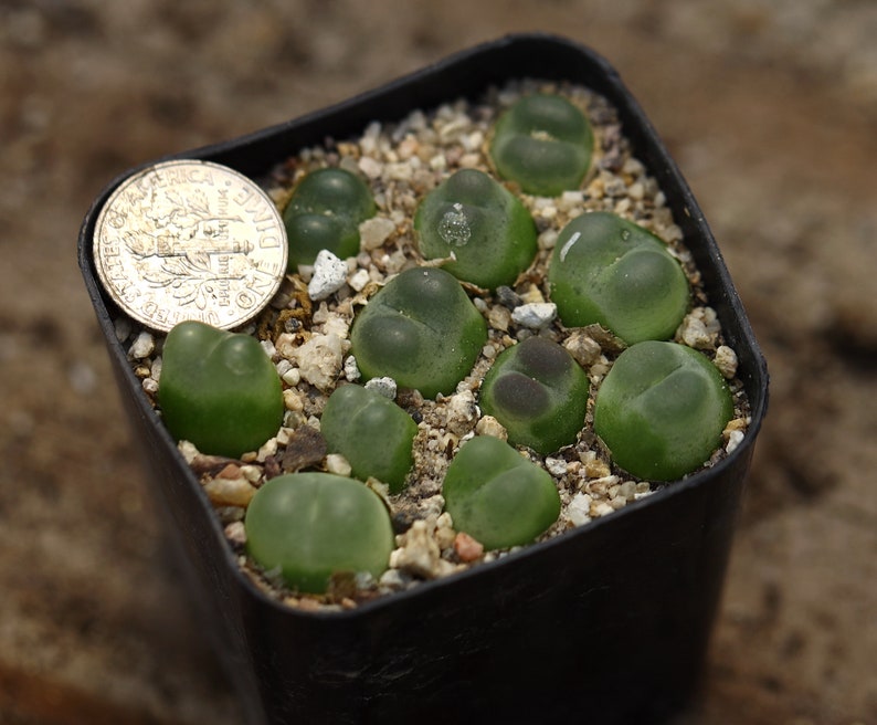 Plant-Full pot Conophytum ratum SH1200 image 3