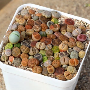 Lithops-Germination Sowing Kit -Soil-mix Seeds