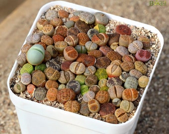 Lithops-Keimung Aussaat Kit -Soil-mix Seeds