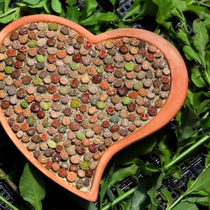 LITHOPS - Planten 100 Lithops -Living Stones Mix
