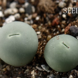 Puede incluir: Dos plantas suculentas redondas de color verde claro con una pequeña hendidura en la parte superior. Las plantas están sentadas sobre un lecho de pequeñas piedras y tierra. La palabra "SEEDS" está escrita en letras blancas en la esquina superior derecha de la imagen.