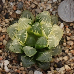 Plant- Haworthia cooperi Variegata