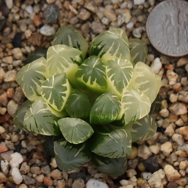 Plante - Haworthia cooperi Variegata