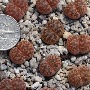 Plant-1 Lithops coleorum C396 image 3