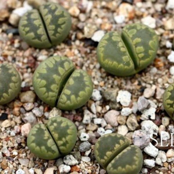 SEEDS - Lithops otzeniana 'Aquamarine' 25seeds C128A