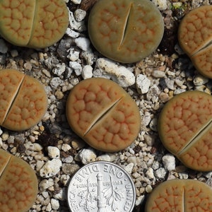 May include: A selection of Lithops plants, also known as living stones, with a coin for scale. The plants have a split, fleshy appearance with a tan and green colour, and a network of red veins. They are set in a bed of small pebbles.