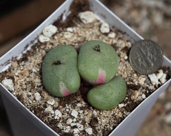 maceta completa-Conophytum wettsteinii Variegata (Alpenliebe)
