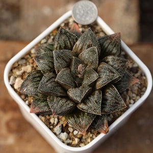 Plant-contains pot - Haworthia