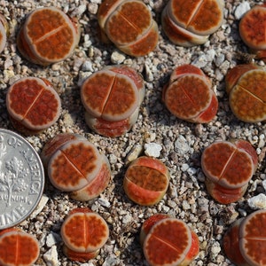 Plant -1- Lithops karasmontana &quot;lateritia&quot;