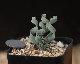 Plante -pot complet- Albuca concordiana （En dormance en été, sans feuilles）