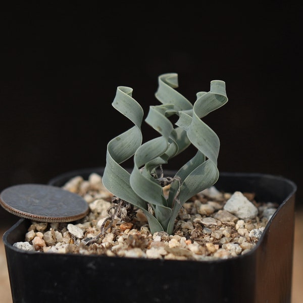 Plant -full pot- Albuca concordiana （Dormant in summer, leafless）