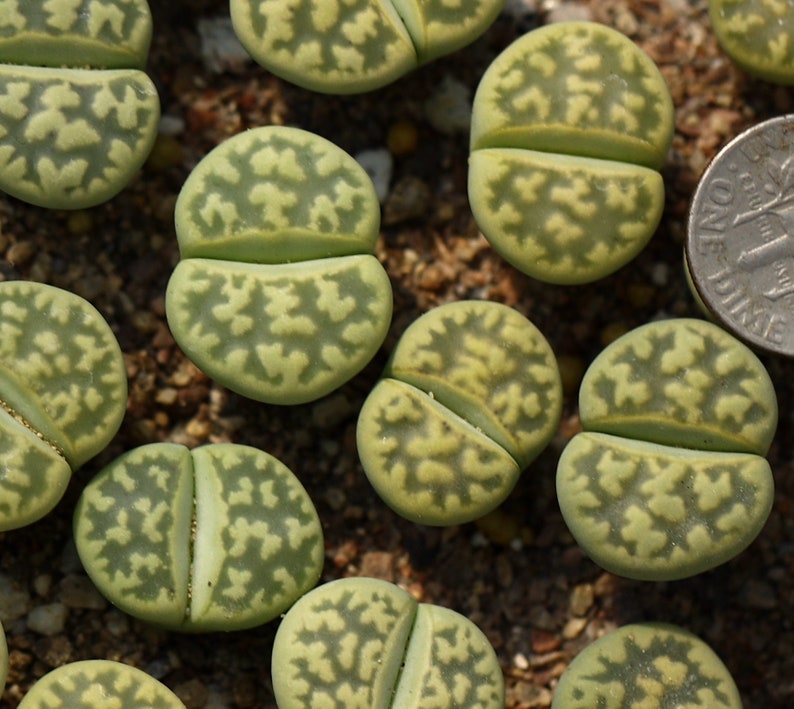 Plant-1 Lithops karasmontana Lerichegreen image 2