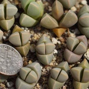 Plant -1- Lapidaria margaretae