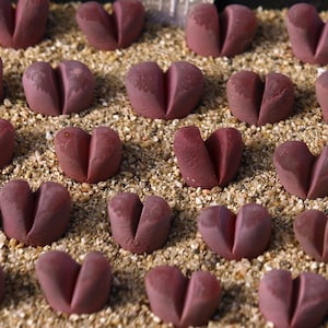 May include: Rows of heart-shaped succulents in a bed of small, light-colored pebbles. The succulents are a deep reddish-purple color, with a split down the middle, resembling a heart. The arrangement is uniform and visually appealing.
