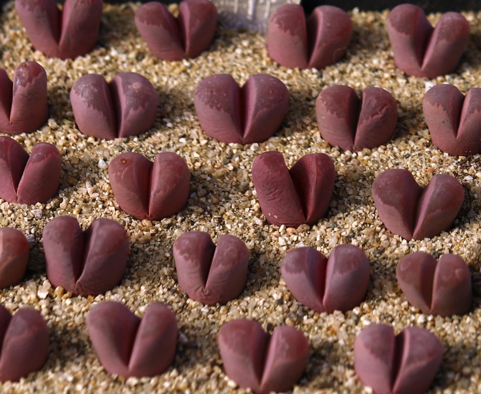 Plant - 1 -Lithops optica 'rubra' C81A