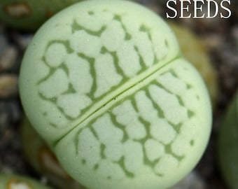 SEEDS - Dinteranthus vanzylii 'Emerald' 30seeds