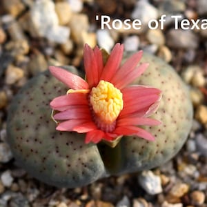 Plant-1 Lithops verruculosa 'Rose of Texas' image 5