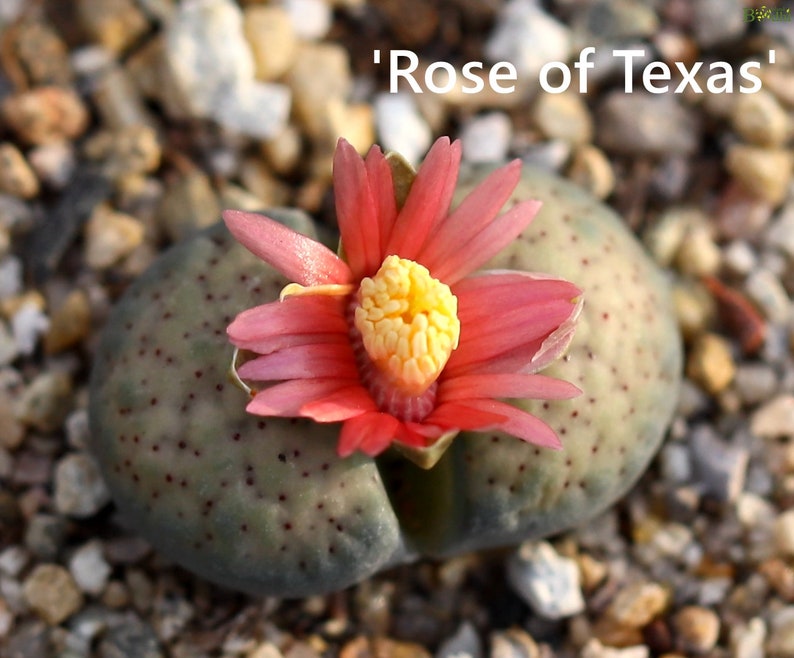Plant-1 Lithops verruculosa 'Rose of Texas' image 5