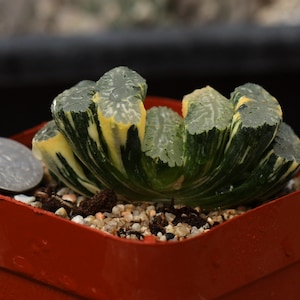 Plant-contains pot - Haworthia truncata Variegata