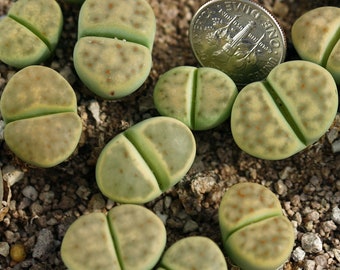 Plant -1 - Lithops dinteri  'Dintergreen' C206A