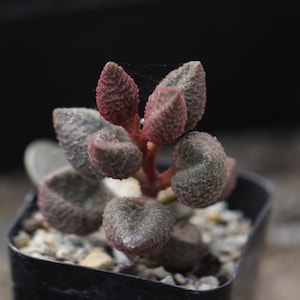 Pflanzen - Adromischus marianiae “Pop Hearts”