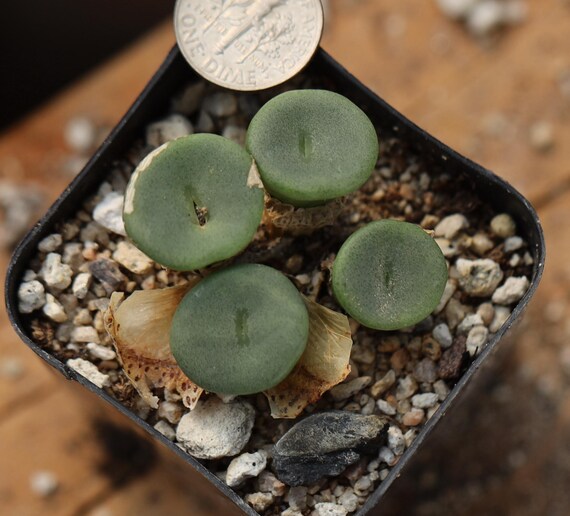 植物 - コノフィツム クラテリフォルメ - Etsy 日本