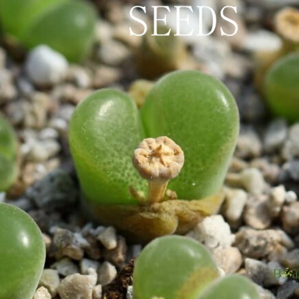 SEEDS - （Ophthalmophyllum）Conophytum praesectum 25seeds