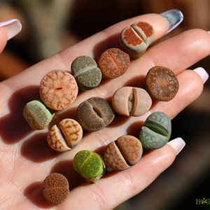 Plants-Lithops 5/10/20 MIX Random0.4 inch Colourful Gift Living Stone image 10