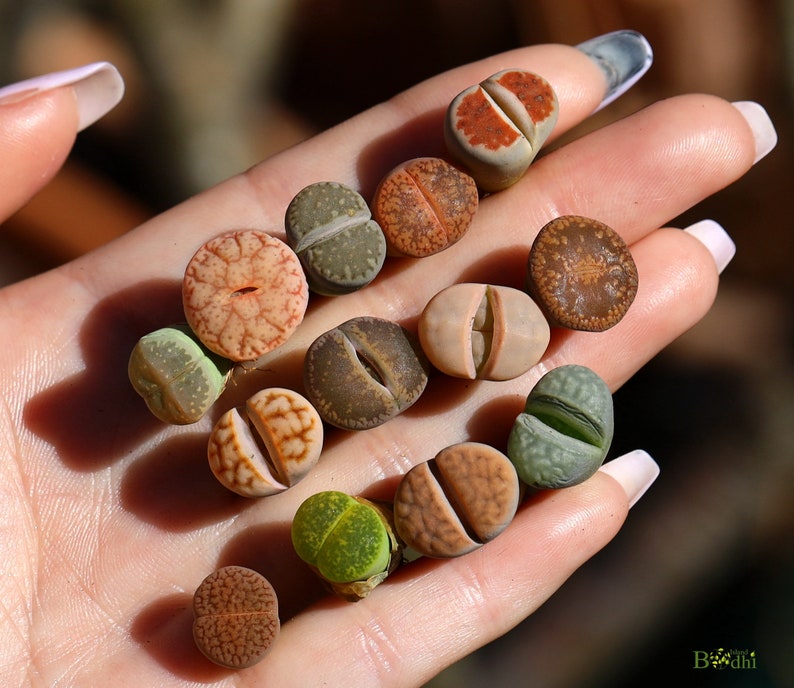 Plants-Lithops 5/10/20 MIX Random0.4 inch Colourful Gift Living Stone image 10