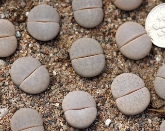 Lithops Pseudotruncatella C244 - Pianta Grassa Sasso Vivente - Succulenta Rara - Foto 2