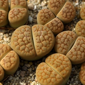 SEEDS Lithops hookeri Aubarede' C38A 15seeds image 2