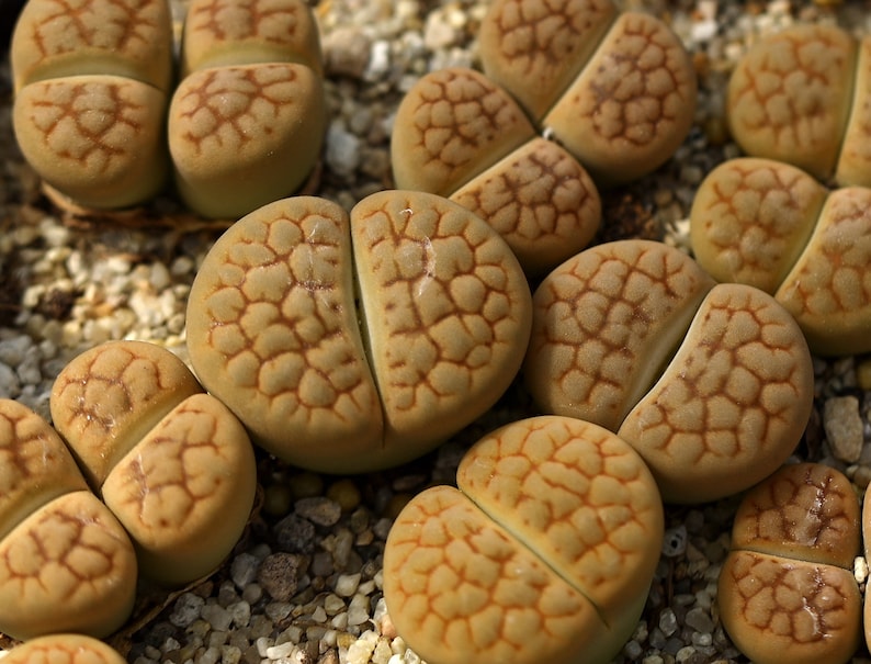 SEEDS Lithops hookeri Aubarede' C38A 15seeds image 2