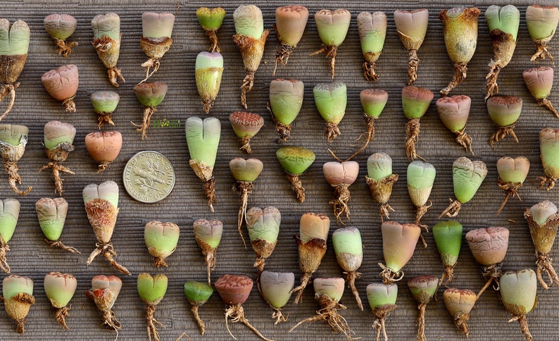 Plants-Lithops 5/10/20 MIX Random0.4 inch Colourful Gift Living Stone image 7