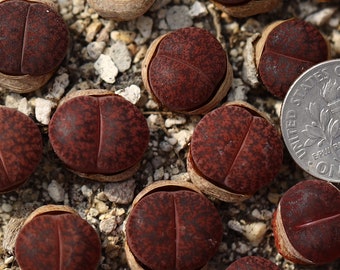 Planta 1: Lithops lesliei ‘Fred's Redhead’